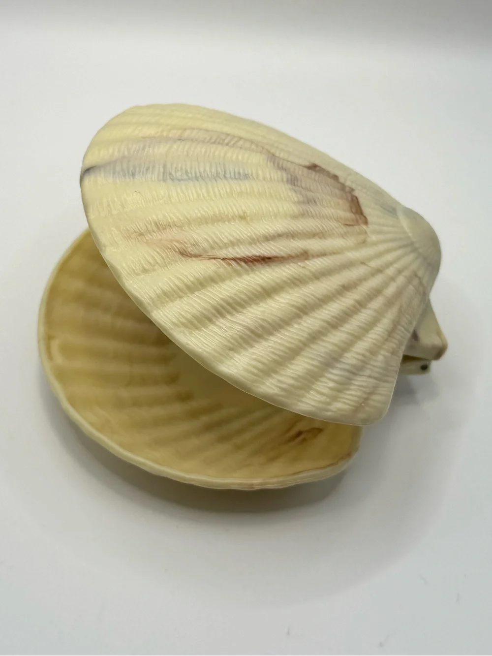 Vintage Plastic Hinged Clam Shell Trinket Jewelry Box Ocean Beach Decor Rare